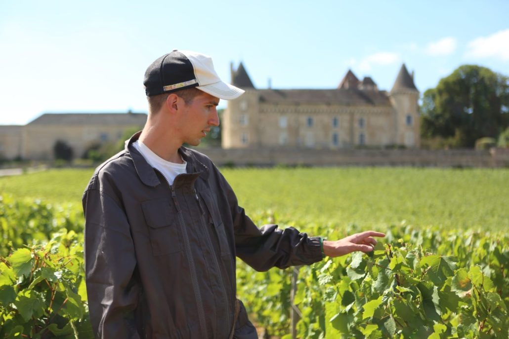 A propos : les vendanges